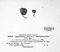 Tubaria furfuracea image